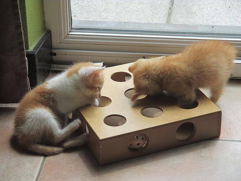 Kattenpraat