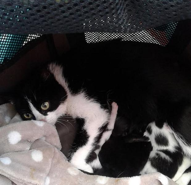 Kattenpraat