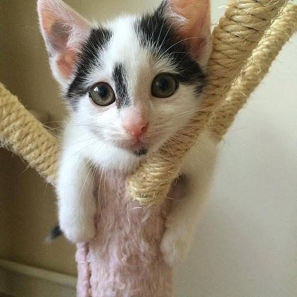 Kattenpraat