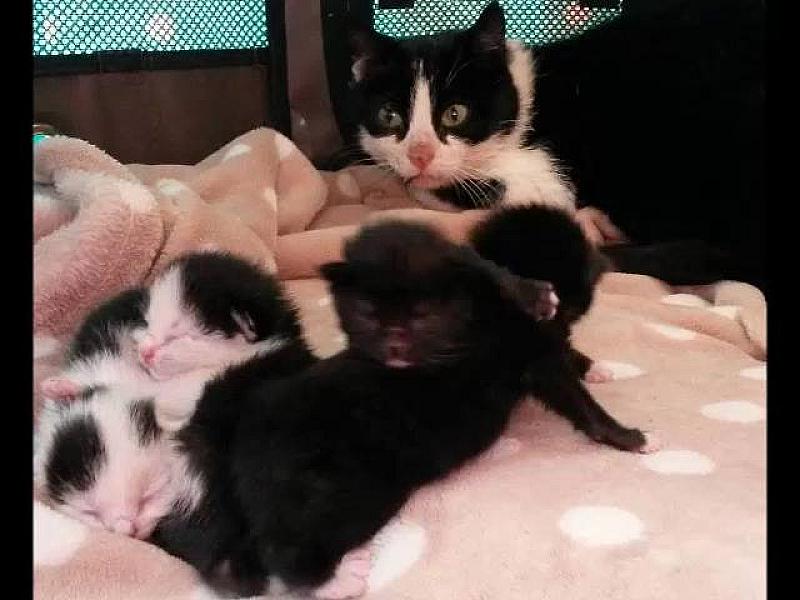 Kattenpraat