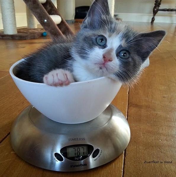 Kattenpraat