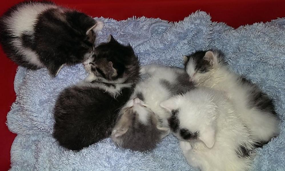 Kattenpraat