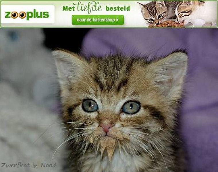 Kattenpraat