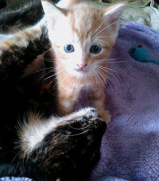 Kattenpraat