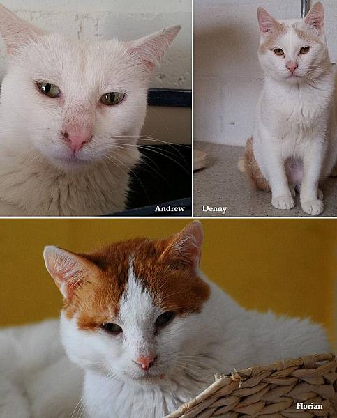 Kattenpraat