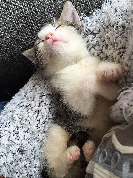 Kattenpraat