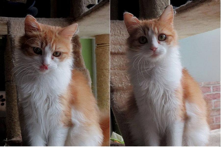 Kattenpraat