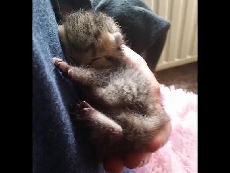 Kattenpraat