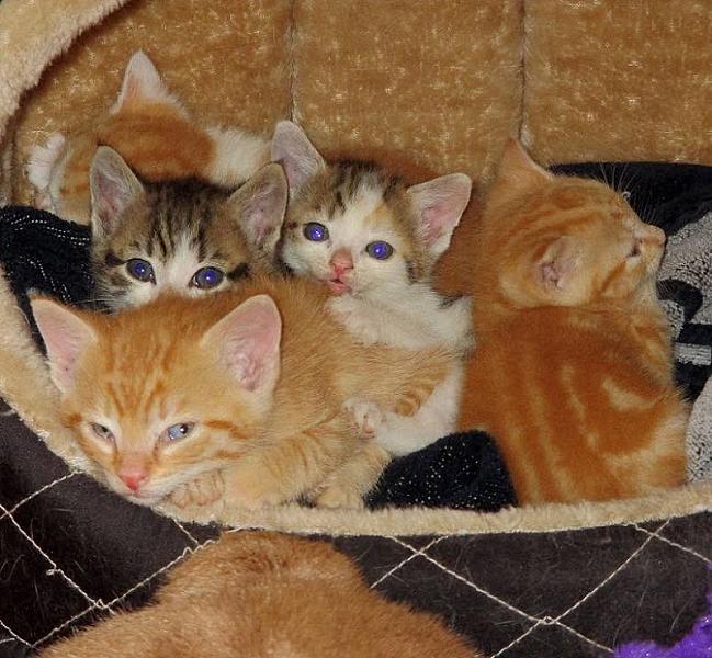 Kattenpraat