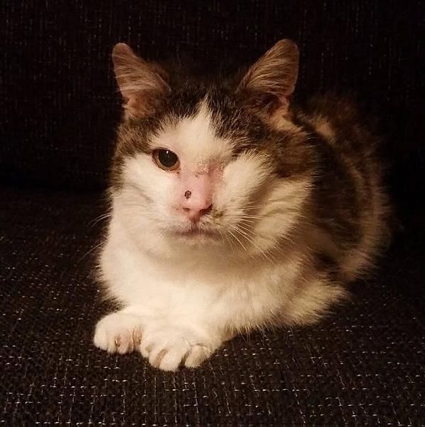 Kattenpraat