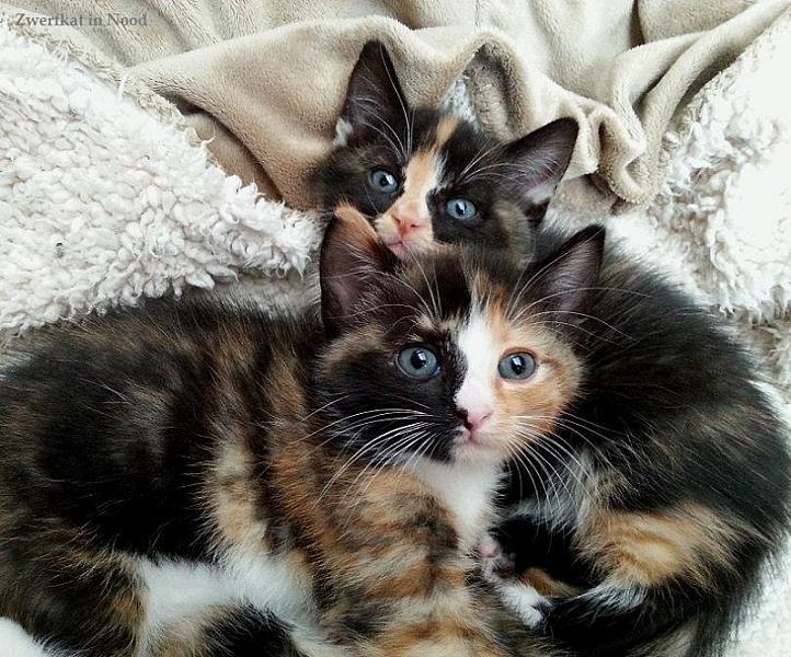Kattenpraat