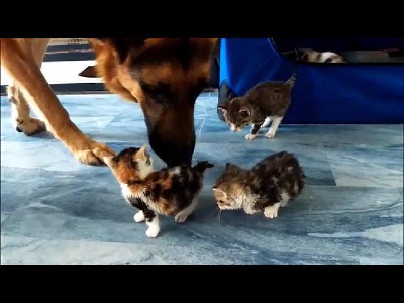 Kattenpraat