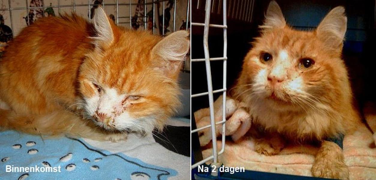 Kattenpraat