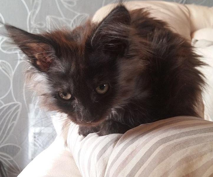 Kattenpraat