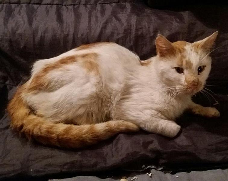 Kattenpraat