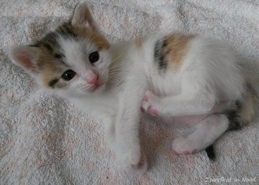 Kattenpraat