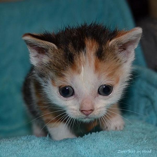 Kattenpraat