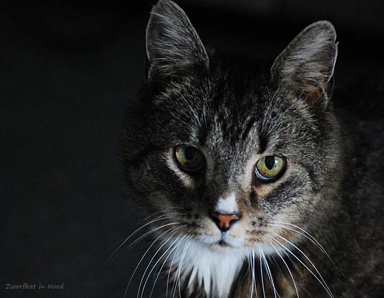 Kattenpraat
