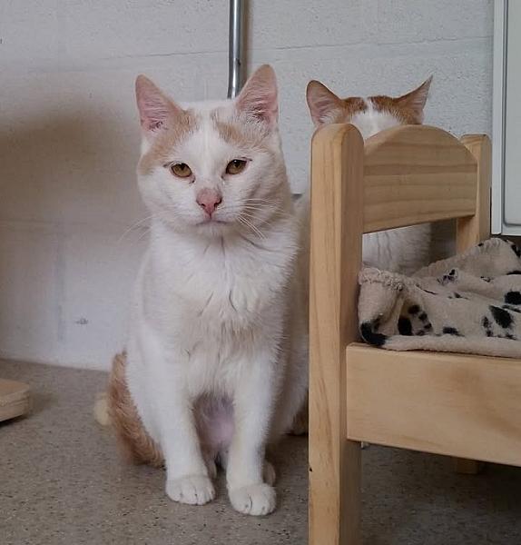Kattenpraat