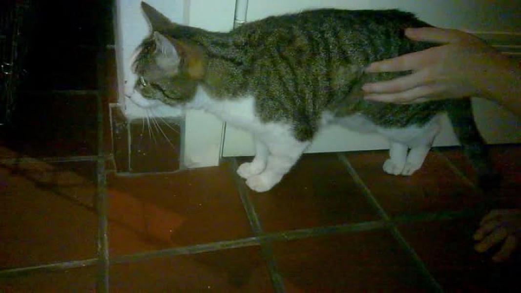 Kattenpraat