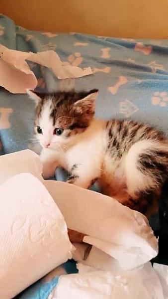 Kattenpraat