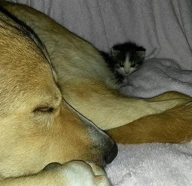 Kattenpraat