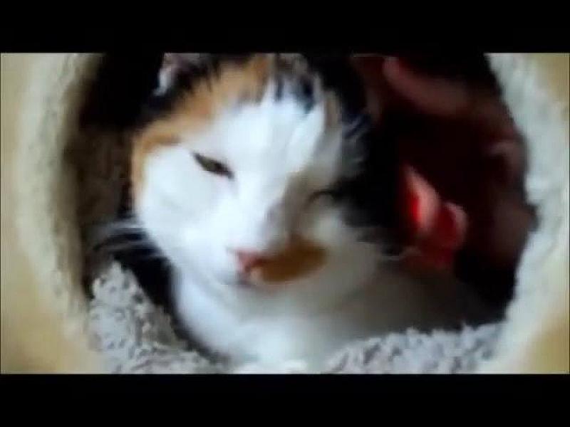 Kattenpraat