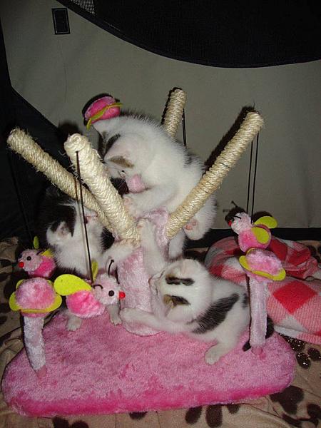 Kattenpraat