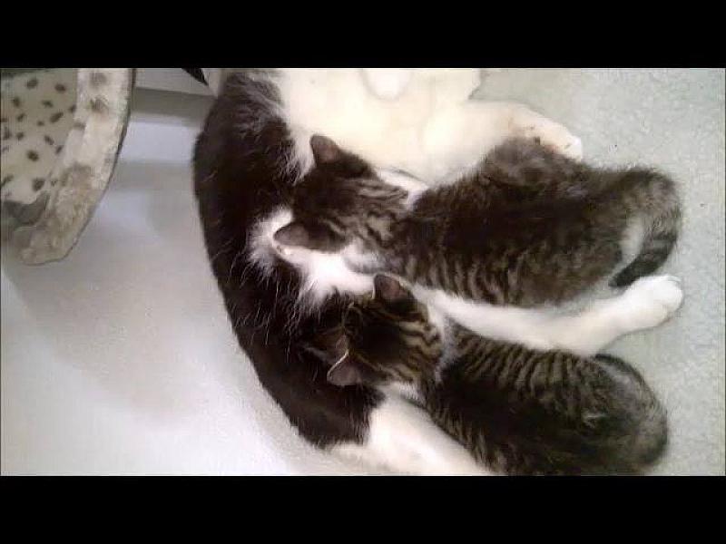 Kattenpraat
