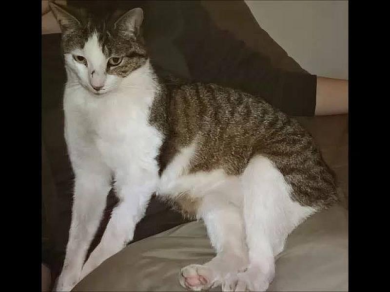 Kattenpraat