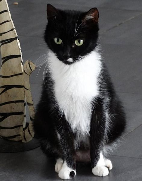 Kattenpraat