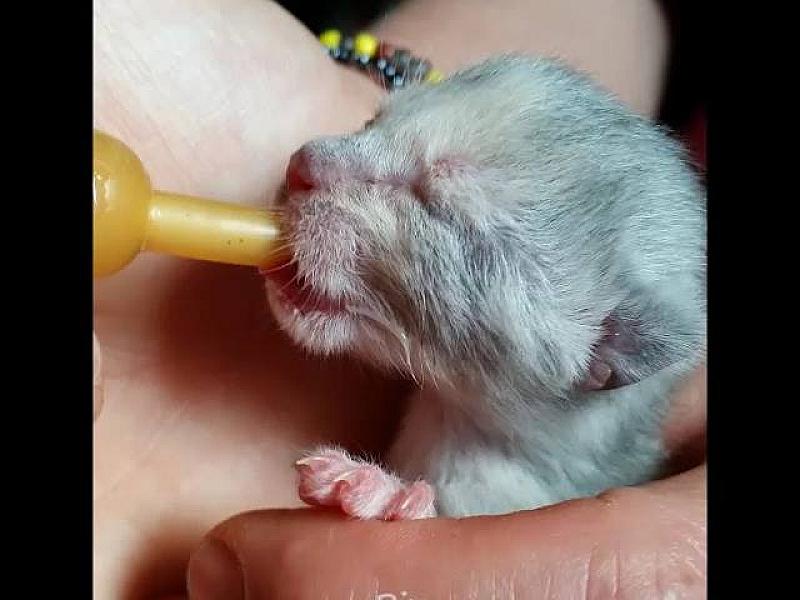 Kattenpraat