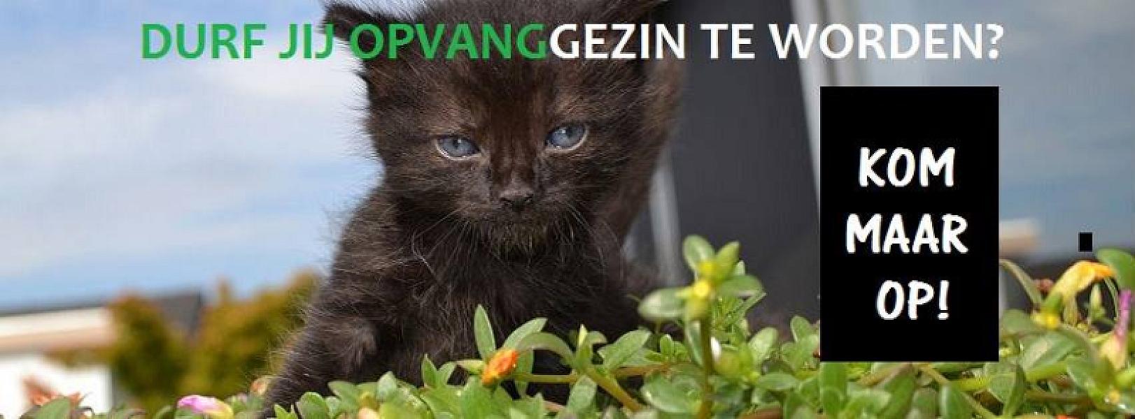 Kattenpraat