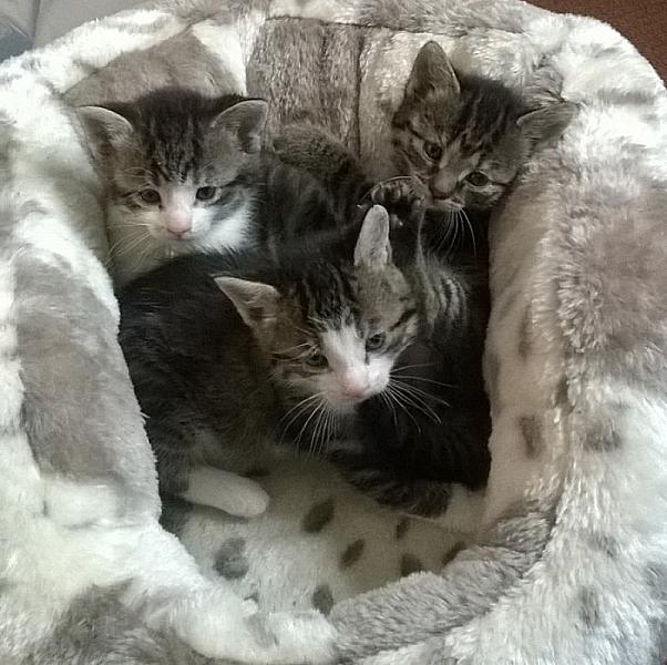 Kattenpraat