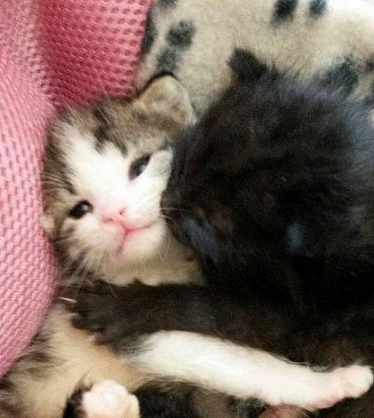 Kattenpraat