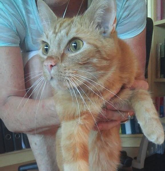 Kattenpraat