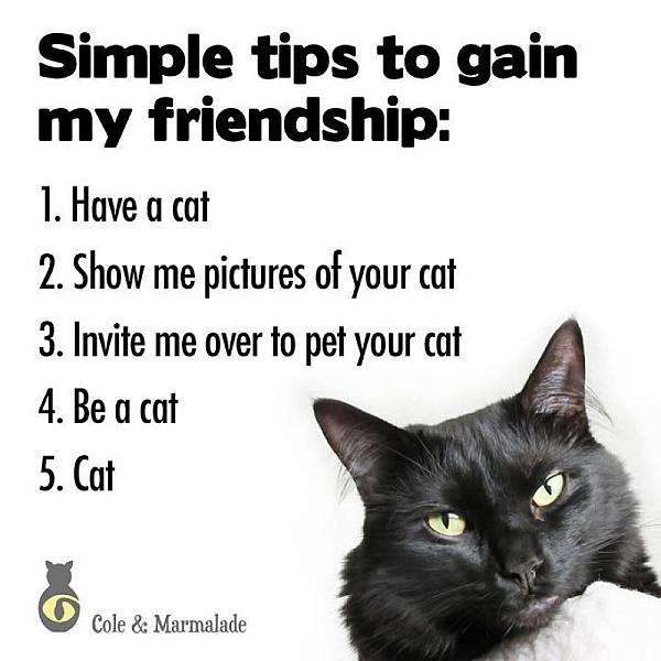 Kattenpraat
