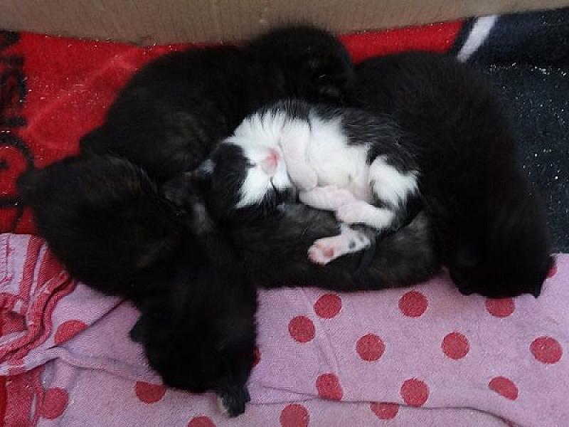 Kattenpraat