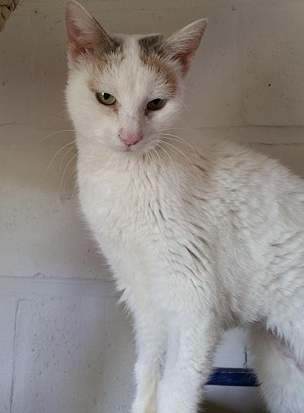 Kattenpraat