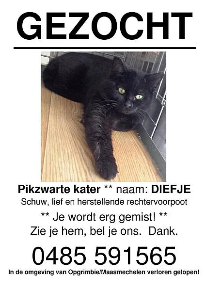 Kattenpraat
