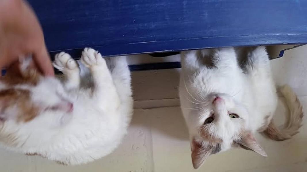 Kattenpraat