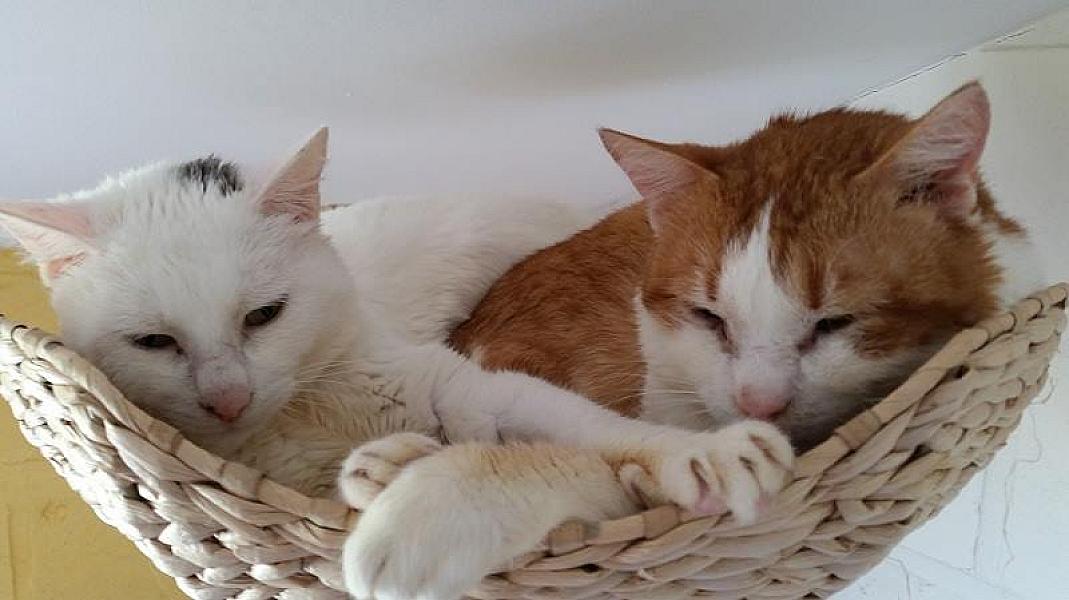 Kattenpraat