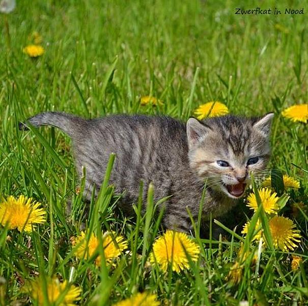 Kattenpraat