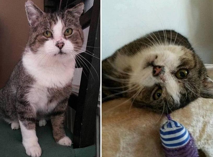 Kattenpraat