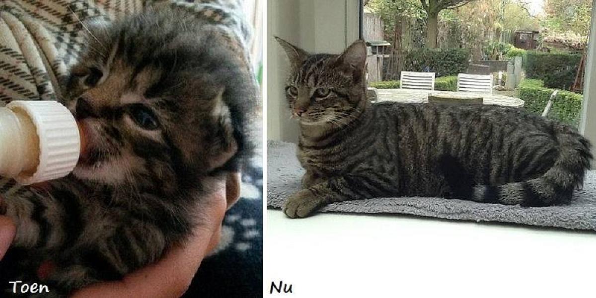 Kattenpraat