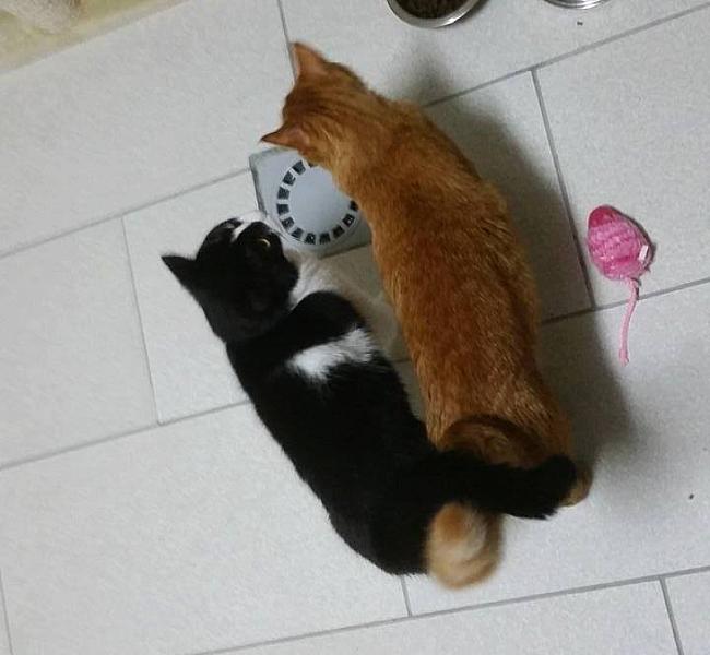 Kattenpraat