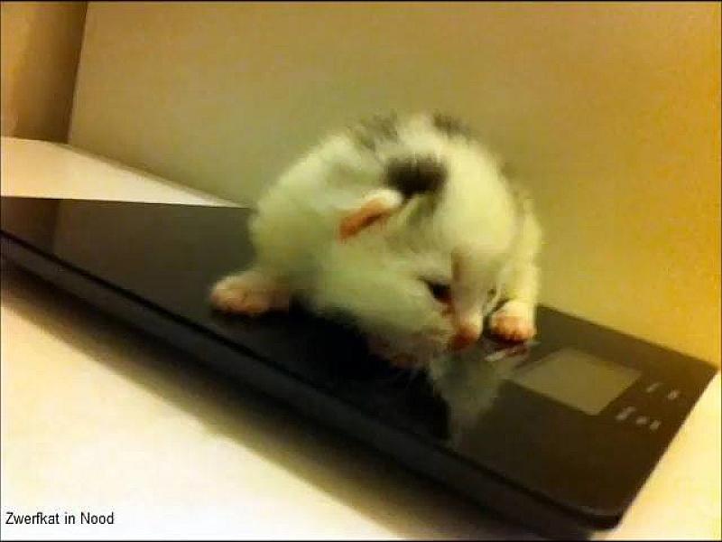 Kattenpraat