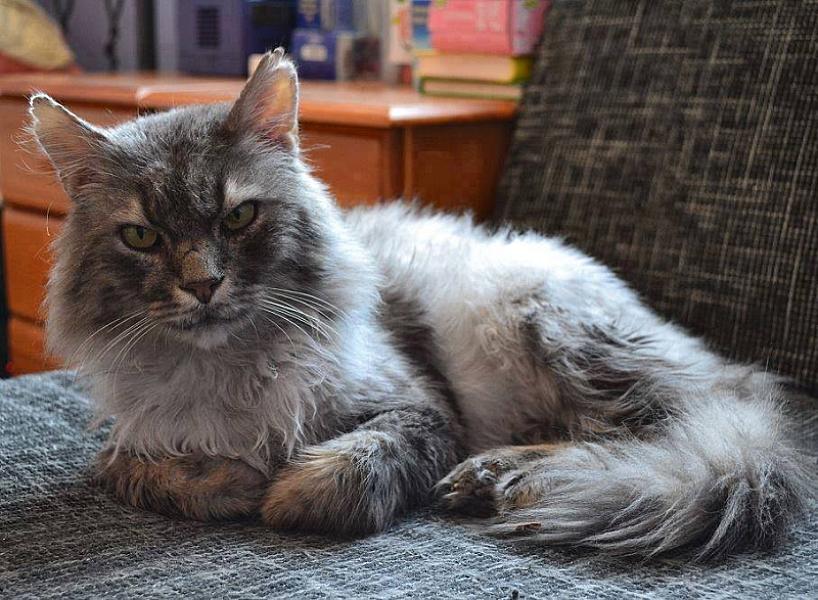 Kattenpraat