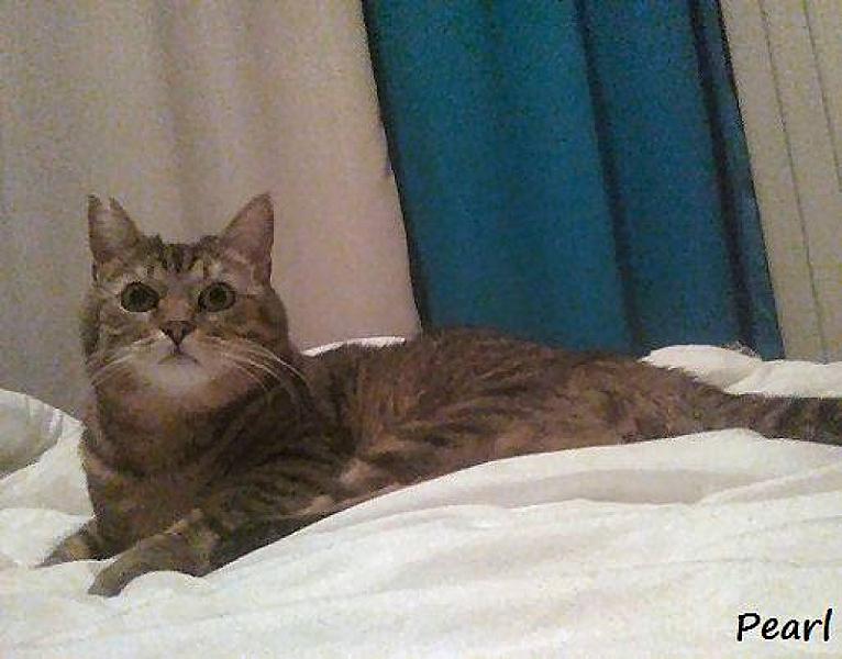 Kattenpraat