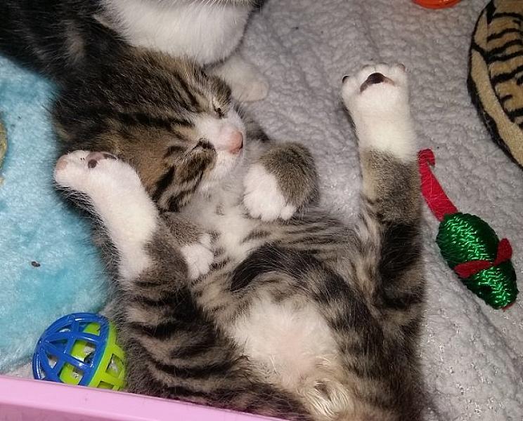 Kattenpraat